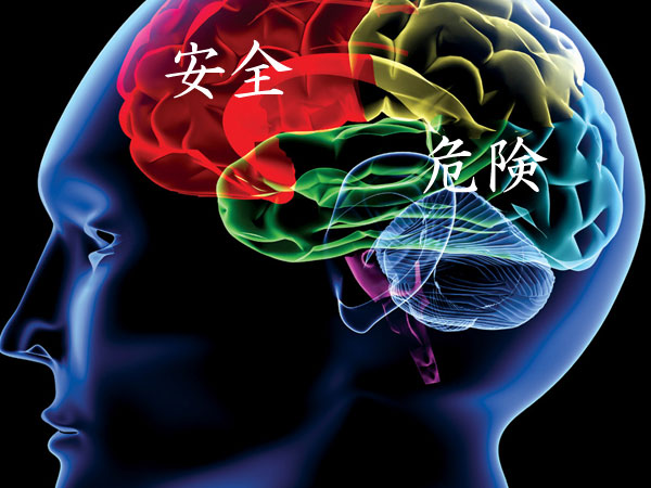 brain