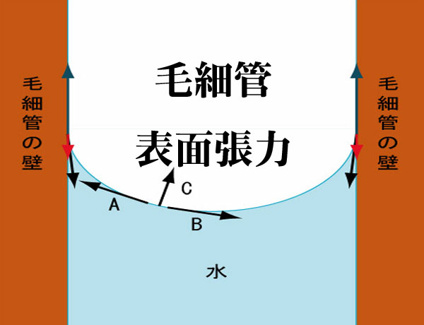 毛細管現象と表面張力