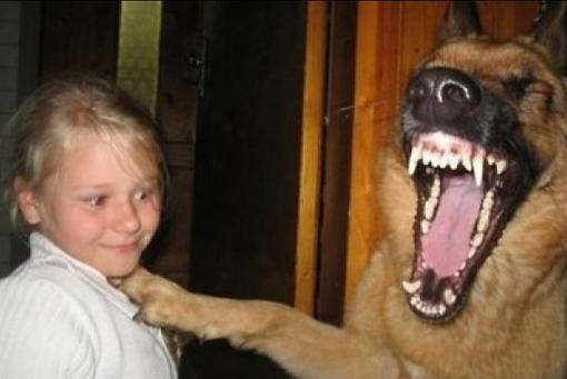 犬に笑われる
