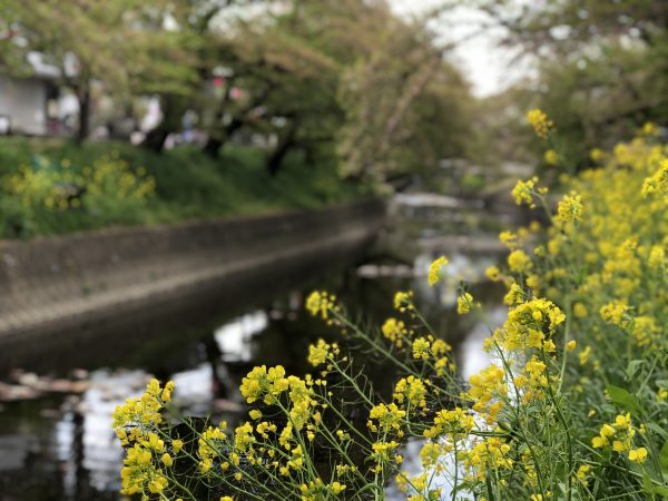 岩倉桜祭り 菜の花