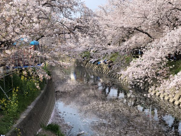 岩倉桜祭り