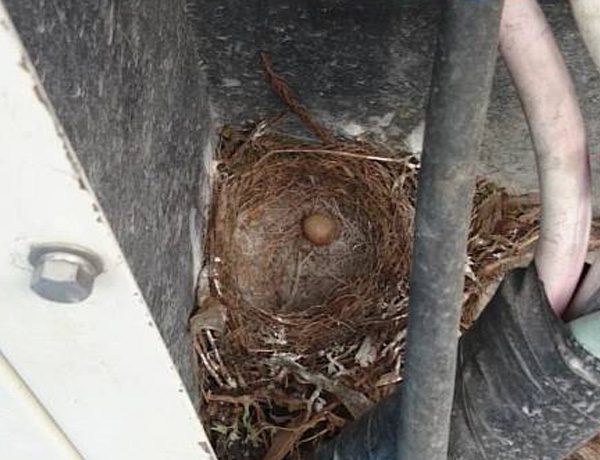 鳥の巣