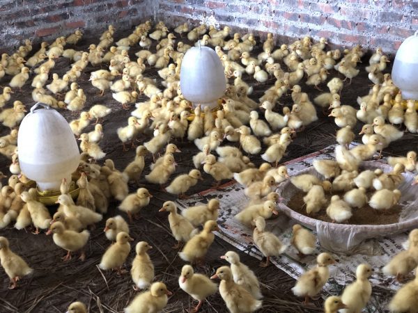 ベトナム　食用アヒル