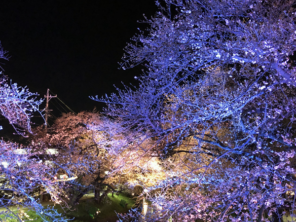 岩倉桜祭りライトアップ1