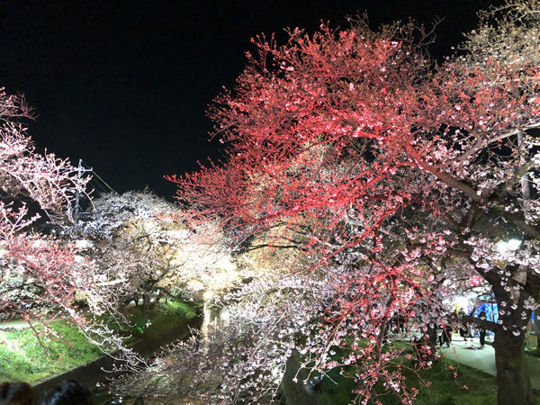 岩倉桜祭りライトアップ