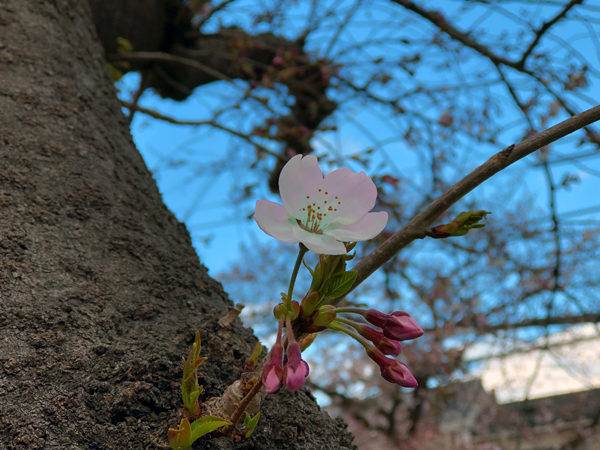 岩倉桜祭りの桜