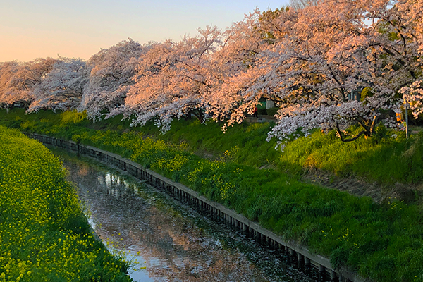 岩倉　桜