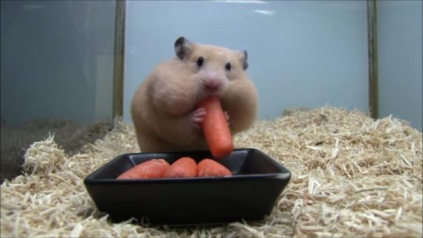 頬張る