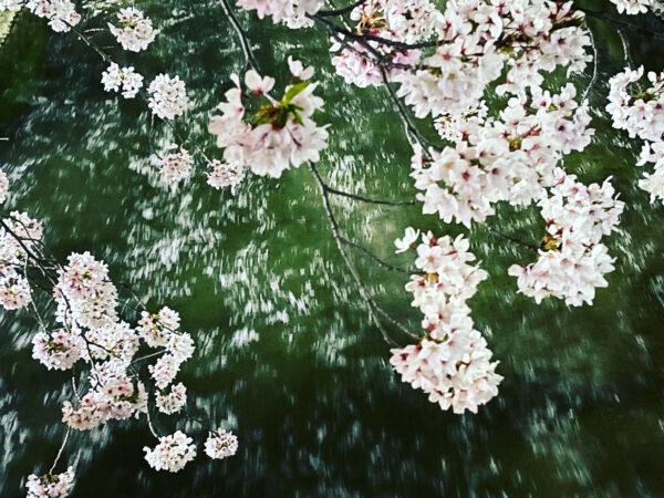 五条川　桜