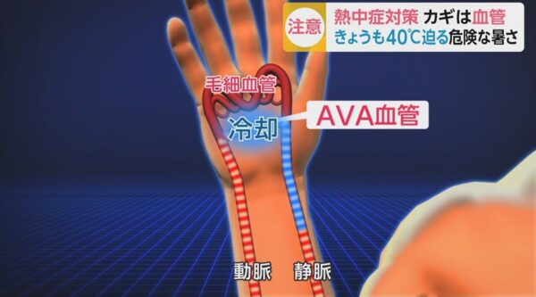 AVA血管