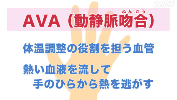 AVA血管
