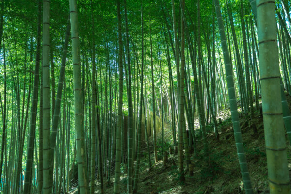 竹林