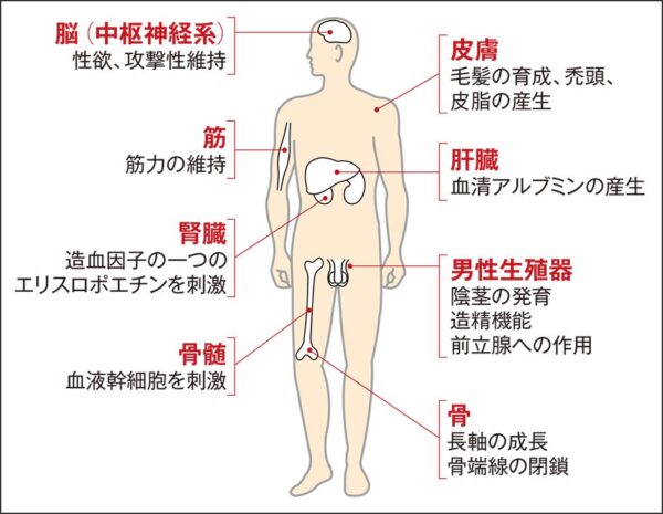 男性ホルモン