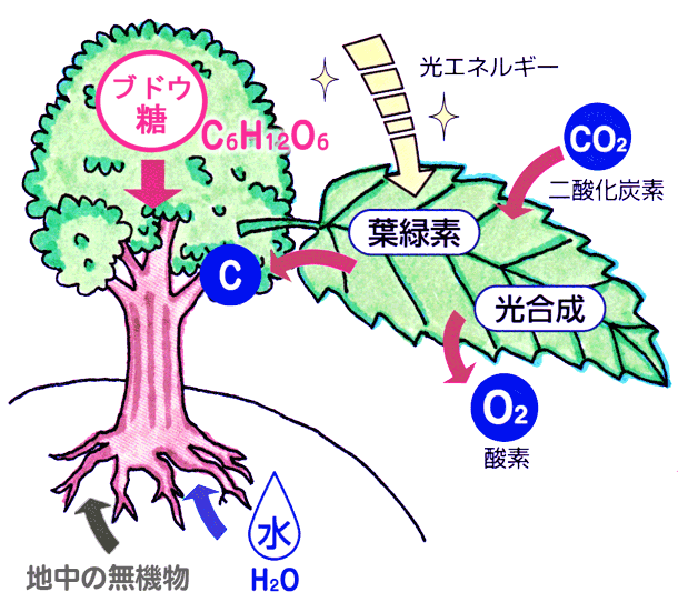 光合成