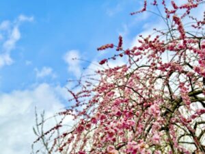 梅の花