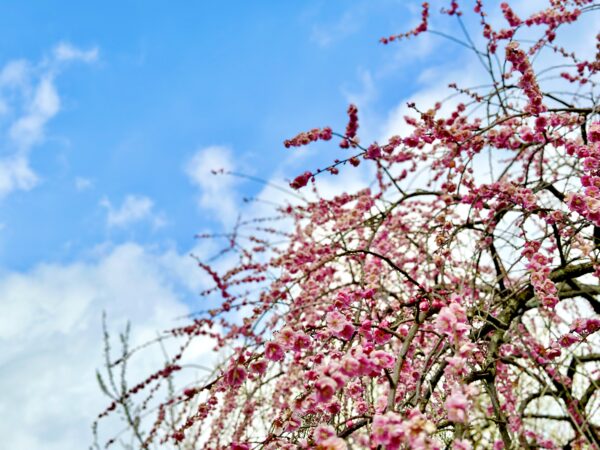 梅の花