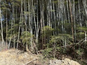 竹林