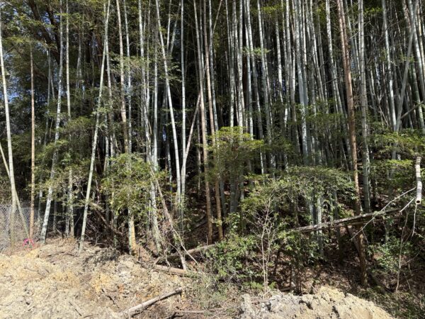 竹林