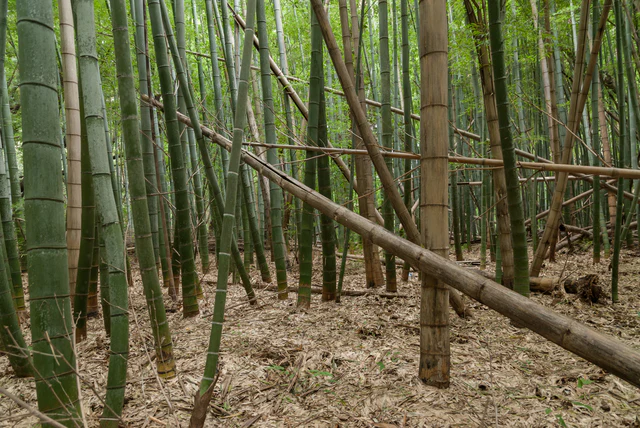 竹林